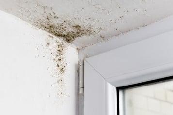 How to Get Mold Remediation Leads for Your Business