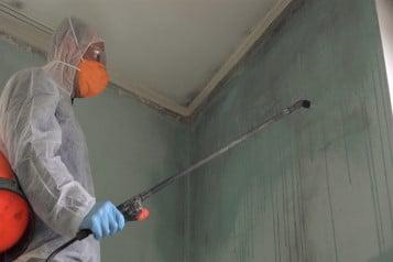 Facts about Mold and How it’s Influencing the Home Restoration Industry